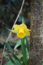 Yellow Narcissus in the garden in spring. Narcissus is a genus of predominantly spring flowering perennial plants. Berlin, Germany Royalty Free Stock Photo