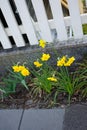 Yellow Narcissus in the garden in spring. Narcissus is a genus of predominantly spring flowering perennial plants. Berlin, Germany Royalty Free Stock Photo