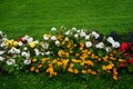 Yellow-orange marigolds Tagetes patula, white geraniums Pelargonium hortorum and other flowers bloom in September. Berlin, Germany Royalty Free Stock Photo