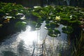 Yellow water lilies, Nymphaea x cult., and other aquatic plants grow in a pond with Koi carp fish at Innovationspark Wuhlheide Royalty Free Stock Photo