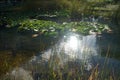 Yellow water lilies, Nymphaea x cult., and other aquatic plants grow in a pond with Koi carp fish at Innovationspark Wuhlheide Royalty Free Stock Photo