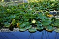 Yellow water lilies, Nymphaea x cult., and other aquatic plants grow in a pond with Koi carp fish at Innovationspark Wuhlheide Royalty Free Stock Photo