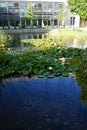 Yellow water lilies, Nymphaea x cult., and other aquatic plants grow in a pond with Koi carp fish at Innovationspark Wuhlheide Royalty Free Stock Photo