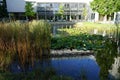 Yellow water lilies, Nymphaea x cult., and other aquatic plants grow in a pond with Koi carp fish at Innovationspark Wuhlheide Royalty Free Stock Photo