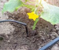 Plants get water using modern irrigation system drip irrigation, watering cucumber plants, industry, farming