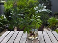 Plants in glass pots on a table made of wood Royalty Free Stock Photo