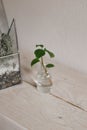 Plants in glassware. Seedlings in a flask