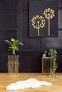 Plants on gold tables and white fur in dark interior with black poster on wooden wall