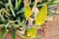 Plants of Gran Canaria. Aloe vera yellow flowers. Spring blooming. Atopic dermatitis and eczema treatment and cosmetics production