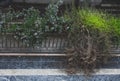 Plants and grass in concrete jardiniere Royalty Free Stock Photo