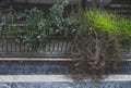 Plants and grass in concrete jardiniere