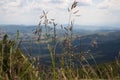 Plants and grass with landscape and amazing blue cloudy sky in background Royalty Free Stock Photo