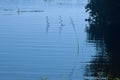 PLANTS AND GRASS IN RIVER PUSHING BEYOND FLOODLINE Royalty Free Stock Photo