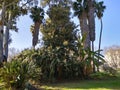 Plants grass trees in the zoo of Ayamonte province of Huelva Spain