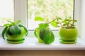 Plants in green pots on the windowsill