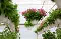 Plants in greenhouse, industrial horticulture, cultivation of seedlings technology