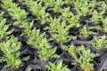 Plants in greenhouse nursery Royalty Free Stock Photo