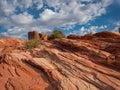 Plants grow on the colorful layers of rock