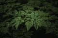 Green plants in the forest Royalty Free Stock Photo