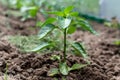 Plants grow in a greenhouse. Tomatoes, cucumbers and peppers. Royalty Free Stock Photo