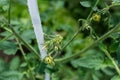 Plants grow in a greenhouse. Tomatoes, cucumbers and peppers. Royalty Free Stock Photo