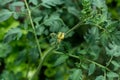 Plants grow in a greenhouse. Tomatoes, cucumbers and peppers. Royalty Free Stock Photo