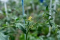 Plants grow in a greenhouse. Tomatoes, cucumbers and peppers. Royalty Free Stock Photo