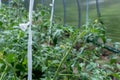 Plants grow in a greenhouse. Tomatoes, cucumbers and peppers. Royalty Free Stock Photo