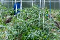 Plants grow in a greenhouse. Tomatoes, cucumbers and peppers. Royalty Free Stock Photo