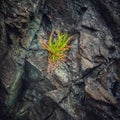 plants grow through the rocks