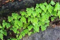 Plants that grow on rocks in the waterfall