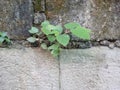 Plants grow on the wall