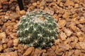 Coryphantha maiz-tablasensis is a slowly depressed-globular cactus. Arid plants. Royalty Free Stock Photo