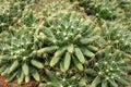 Close up of Mammillaria longimamma, cactus from Hidalgo and QuerÃÂ©taro, Mexico. Arid plants. Royalty Free Stock Photo