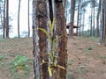 plants that grow where rubber is extracted