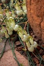 Plants growing in an arid greenhouse Royalty Free Stock Photo