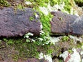 Plants growing on buildings signify the meaning of an unlimited life Royalty Free Stock Photo