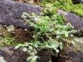 Plants growing on buildings signify the meaning of an unlimited life Royalty Free Stock Photo