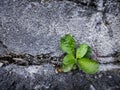 Plants growing on cracked walls