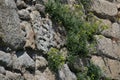 Plants growing in cracks in old stone wall of Napoleonic fort in Povoa de Varzim, Portugal Royalty Free Stock Photo