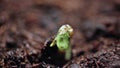 Plants growing in groung sprigtime timelapse. Germitating sprouting seeds. Evolution concept, new life cycle