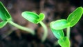 Plants growing in groung sprigtime timelapse. Germitating sprouting seeds. Evolution concept, new life cycle Royalty Free Stock Photo