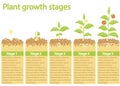 Plants growing infographic. Plants growing process.