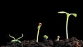 Plants growing isolated sprigtime timelapse. Germitating sprouting seeds. Evolution concept, new life cycle. With alpha
