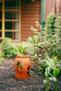Plants growing in lush fernery setting Royalty Free Stock Photo