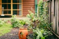 Plants growing in lush fernery setting