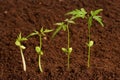 Plants growing-New life Royalty Free Stock Photo