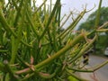 Plants growing nicely in an urban environment jungle