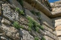 Plants growing on old stone wall of historic Portuguese star fort Royalty Free Stock Photo