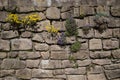 Plants growing in old stone wall Royalty Free Stock Photo